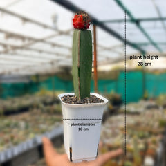 Moon Cactus – Gymnocalycium mihanovichii