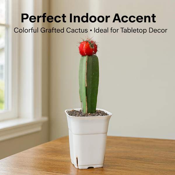 Moon Cactus – Gymnocalycium mihanovichii