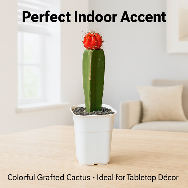 Moon Cactus – Gymnocalycium mihanovichii