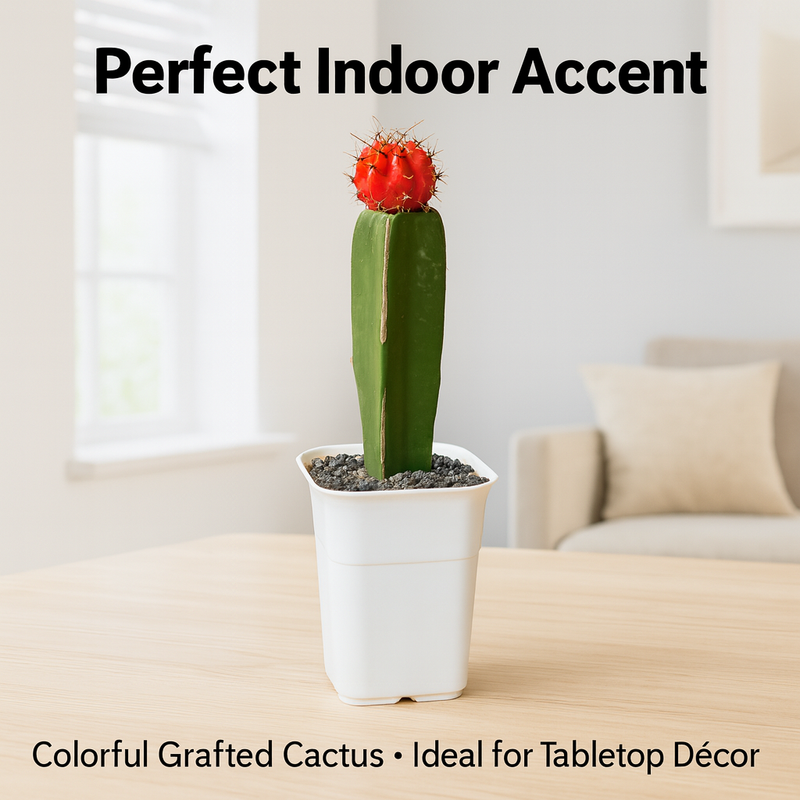 Moon Cactus – Gymnocalycium mihanovichii