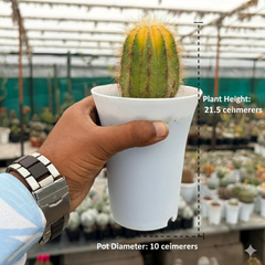 Notocactus magnificus variegated