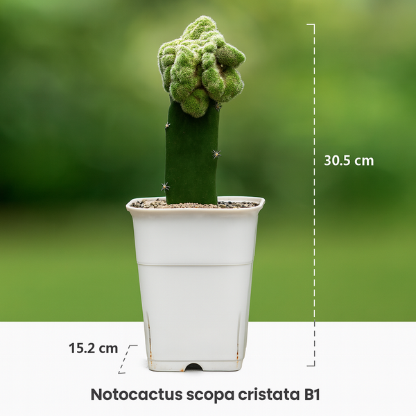 Notocactus scopa cristata B1