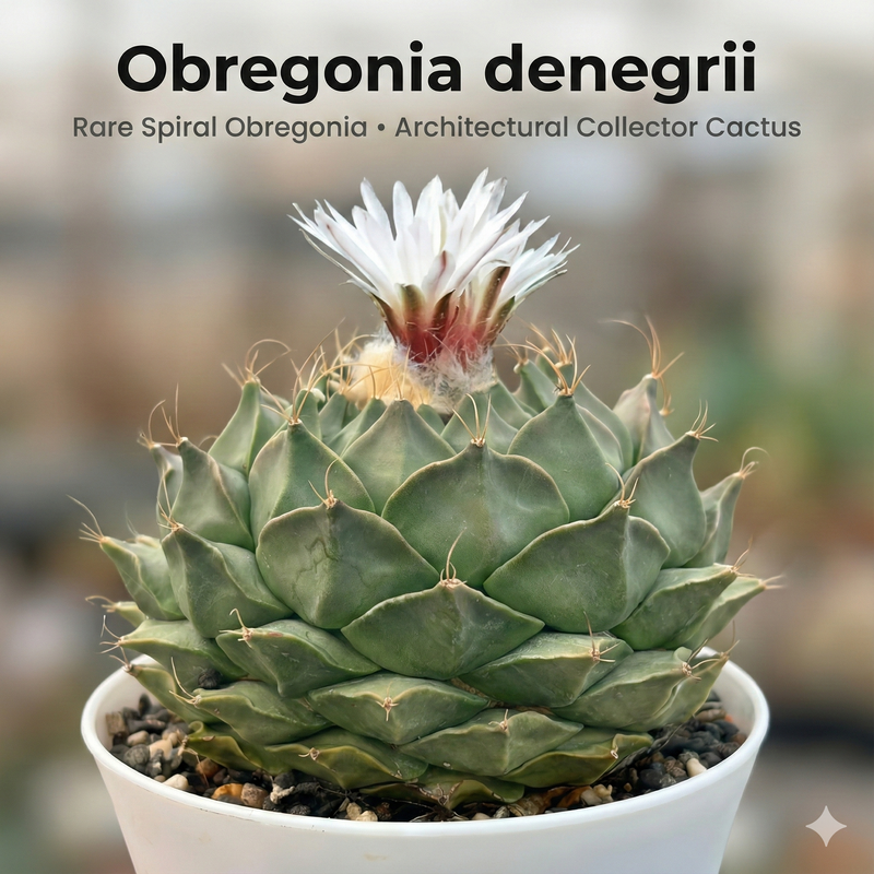Obregonia denegrii