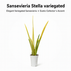 Sansaveria Stella verigated M1