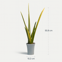 Sansaveria Stella verigated M1
