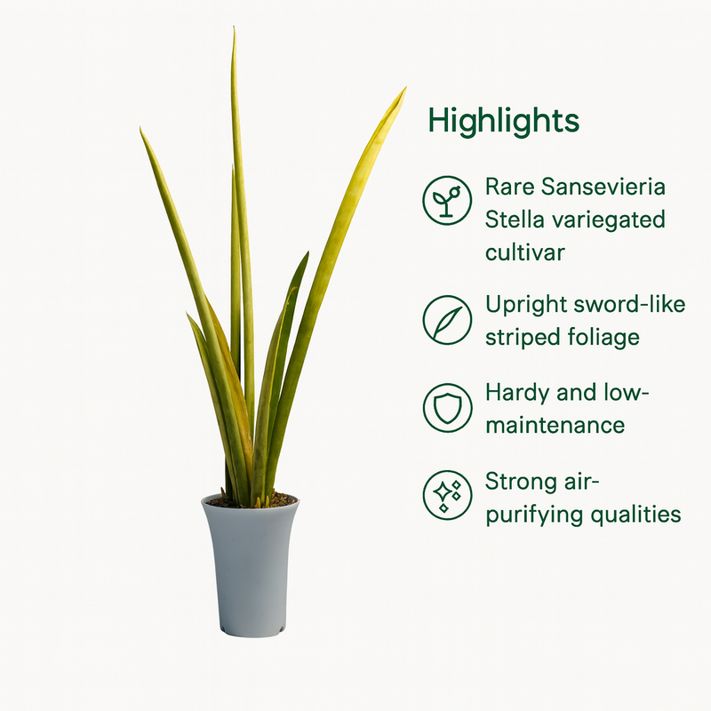 Sansaveria Stella verigated M1