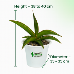 Sansevieria Black Diamond_