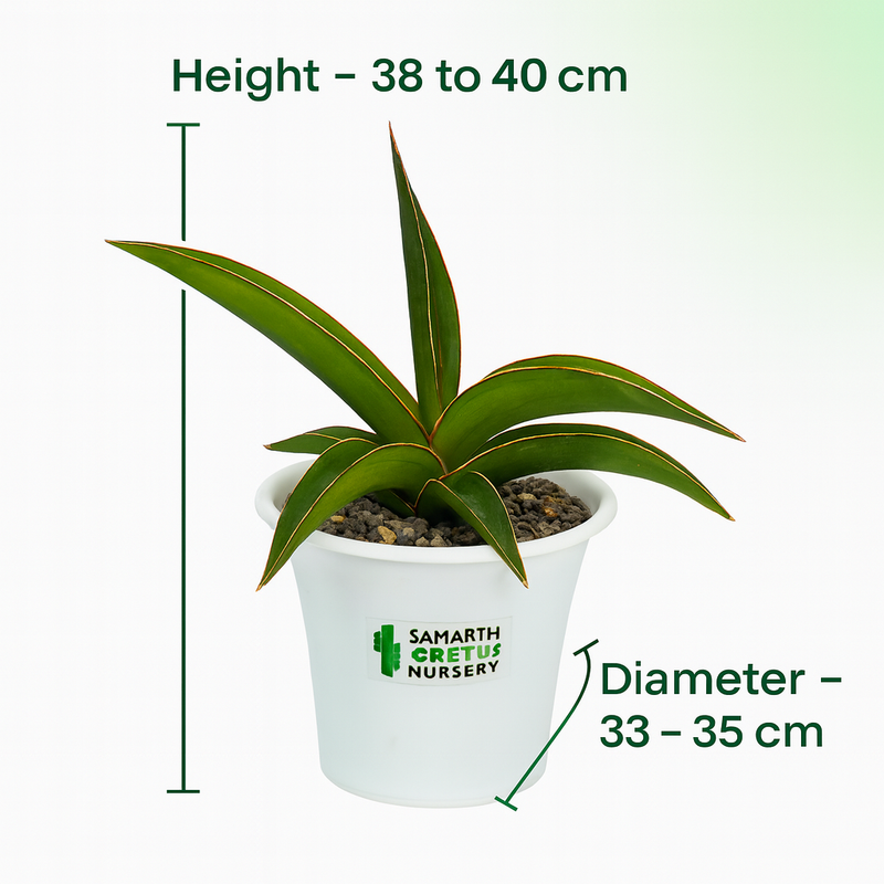 Sansevieria Black Diamond_