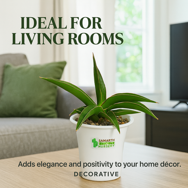 Sansevieria Black Diamond_