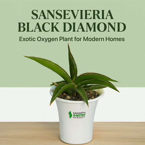 Sansevieria Black Diamond_