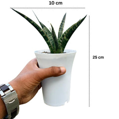 Sansevieria Black Rock