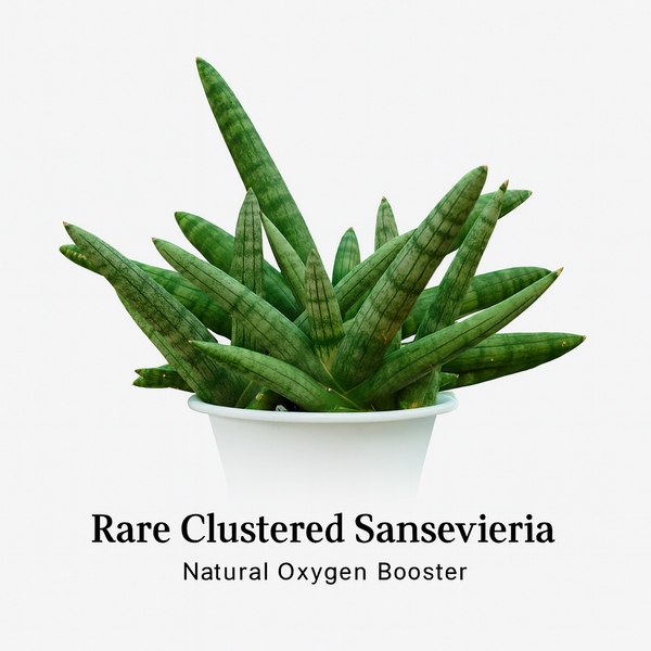 Sansevieria Bonsal Cluster