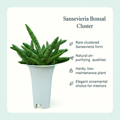 Sansevieria Bonsal Cluster