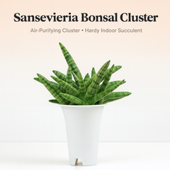 Sansevieria Bonsal Cluster