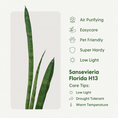 Sansevieria Florida H13