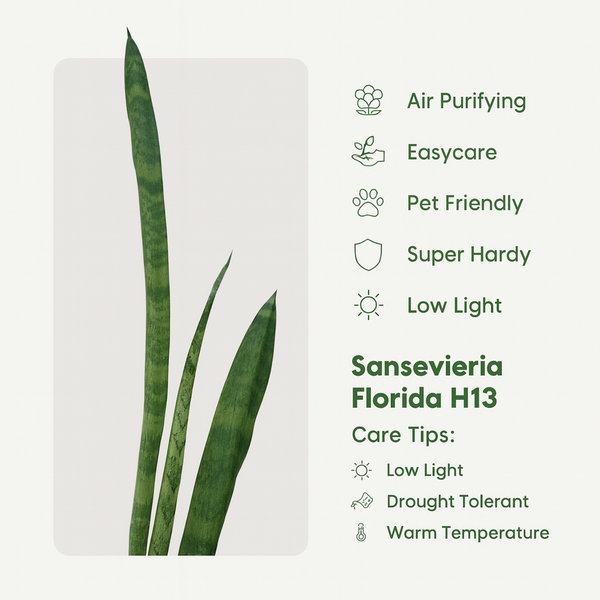 Sansevieria Florida H13