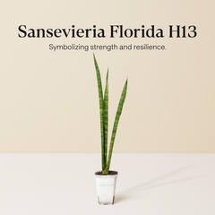 Sansevieria Florida H13