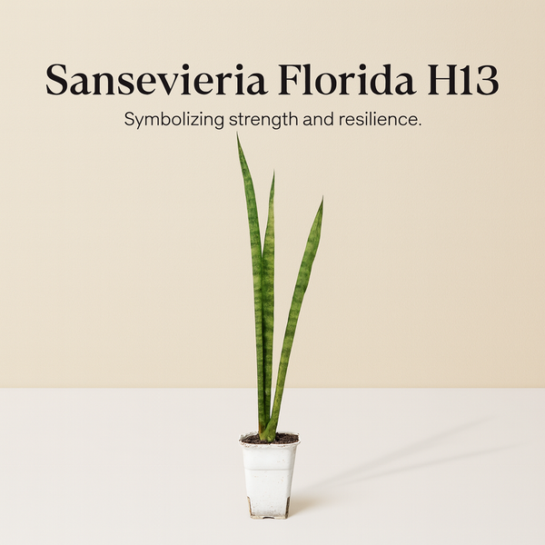 Sansevieria Florida H13