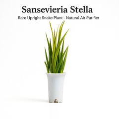 Sansevieria stella - Snake plant