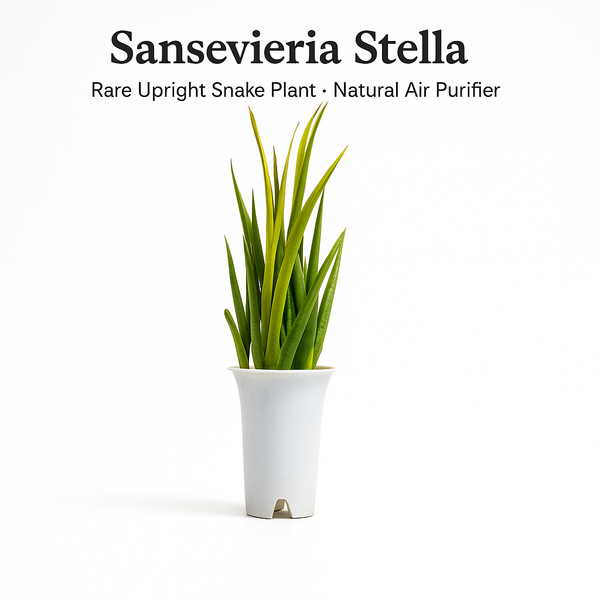 Sansevieria stella - Snake plant