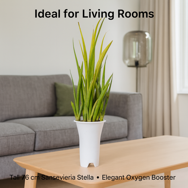 Sansevieria stella - Snake plant