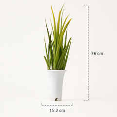 Sansevieria stella - Snake plant