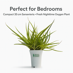 Sansevieria Dancing Queen
