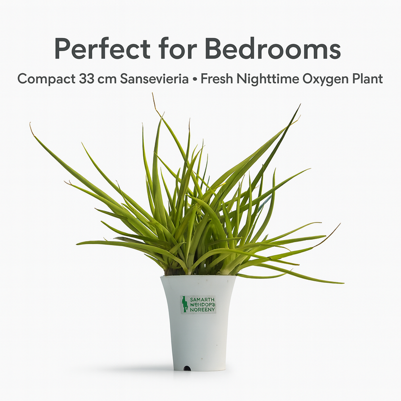 Sansevieria Dancing Queen