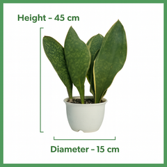 Sansevieria masoniana clump
