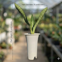 Sansevieria aubrytiana