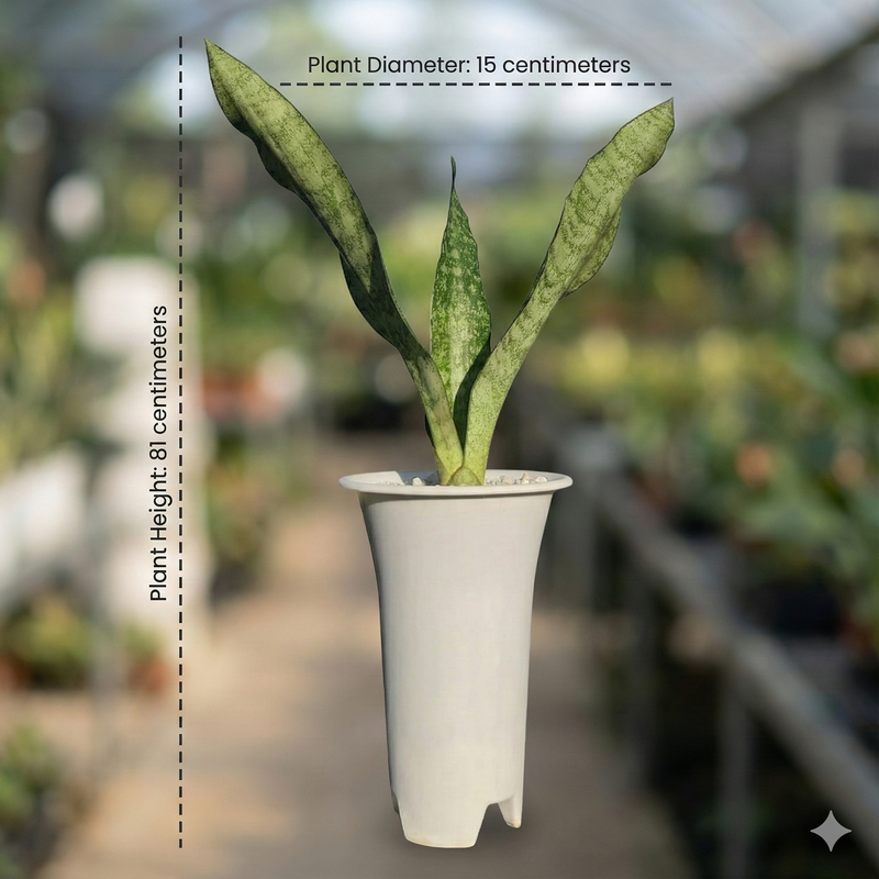 Sansevieria aubrytiana