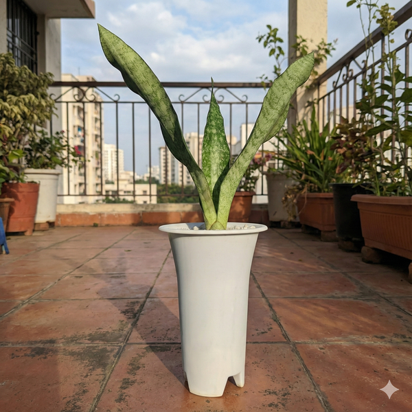 Sansevieria aubrytiana