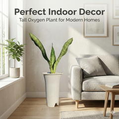 Sansevieria aubrytiana