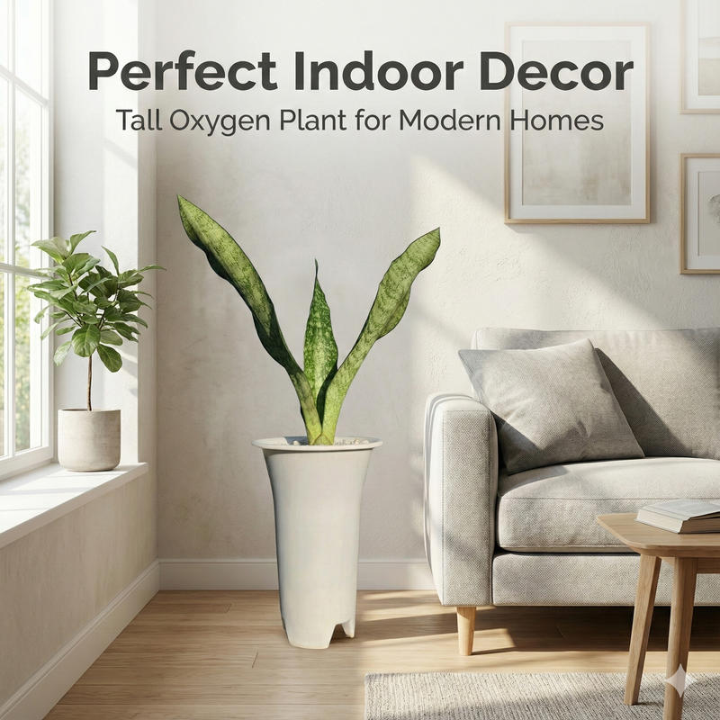 Sansevieria aubrytiana