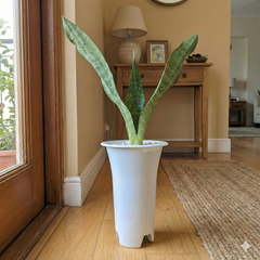 Sansevieria aubrytiana