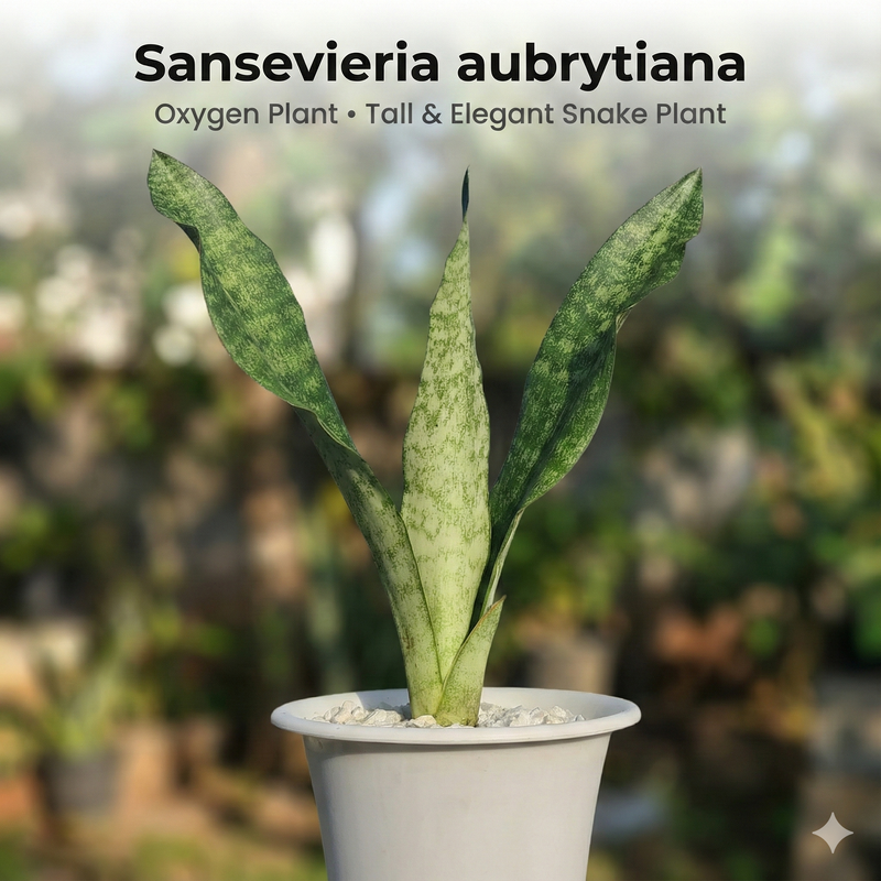 Sansevieria aubrytiana