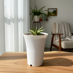 Sansevieria belly dorf