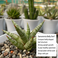 Sansevieria belly dorf