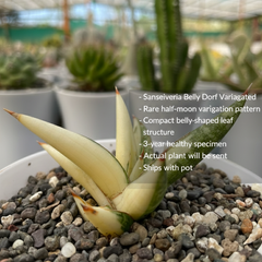 Sansevieria belly dorf verigated