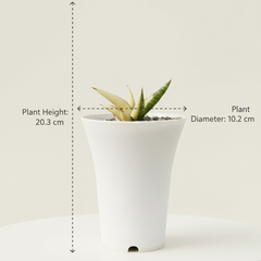 Sansevieria belly dorf verigated