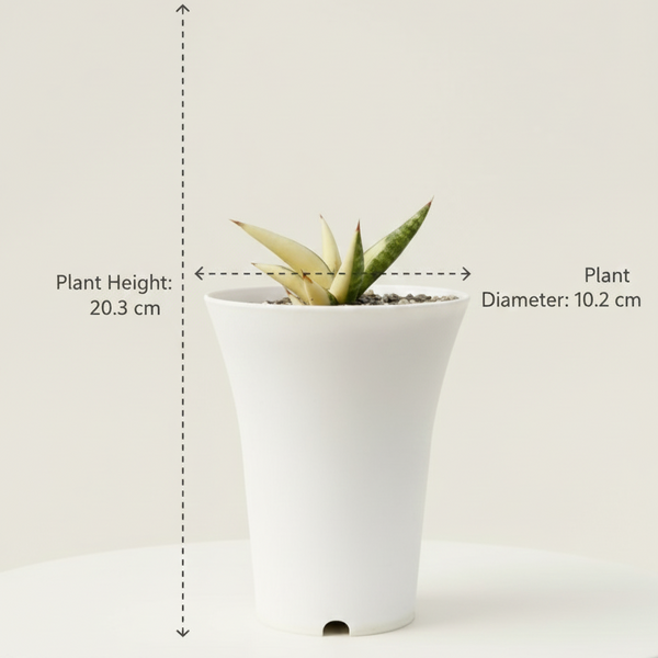 Sansevieria belly dorf verigated