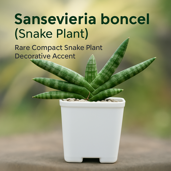 Sansevieria boncel (Snake Plant)