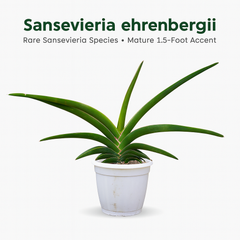 Sansevieria ehrenbergii