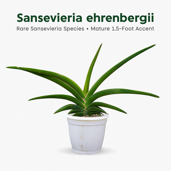Sansevieria ehrenbergii