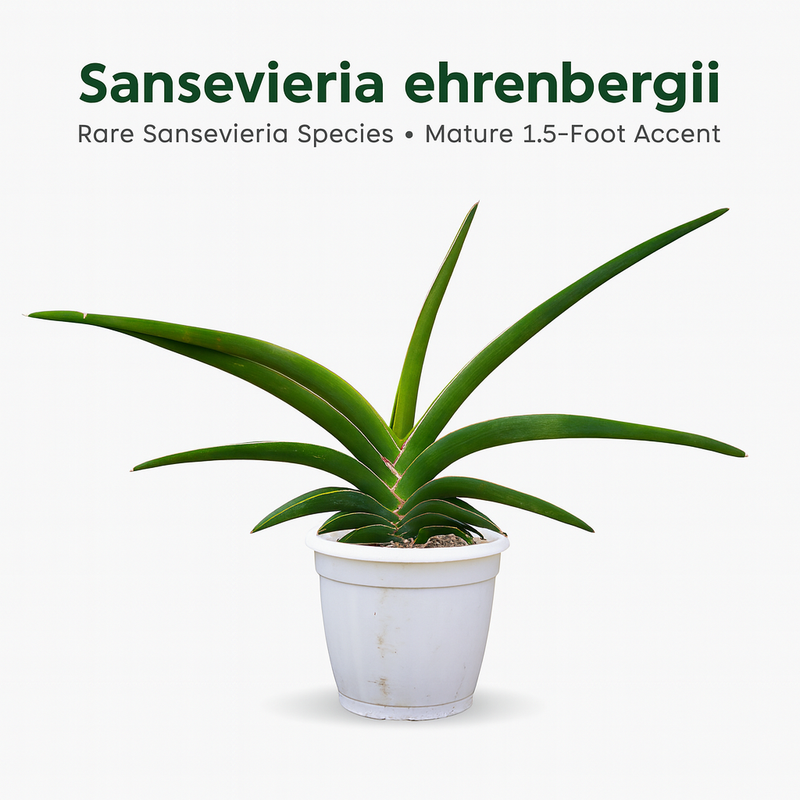 Sansevieria ehrenbergii