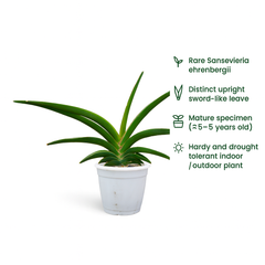 Sansevieria ehrenbergii