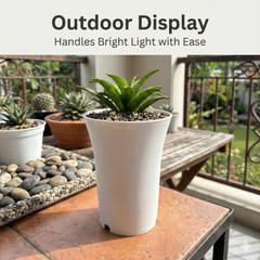 Sansevieria lilliput