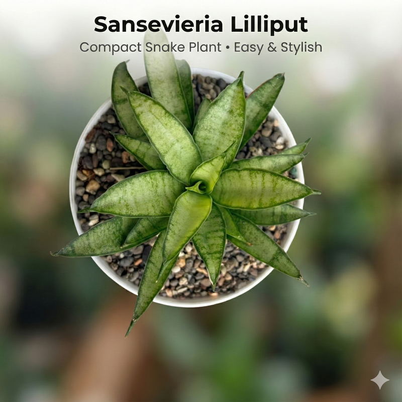 Sansevieria lilliput