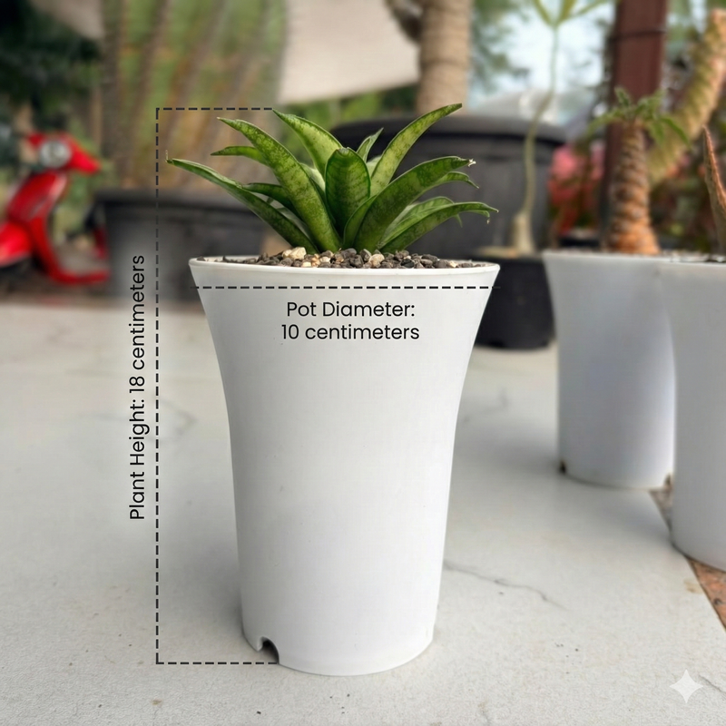 Sansevieria lilliput