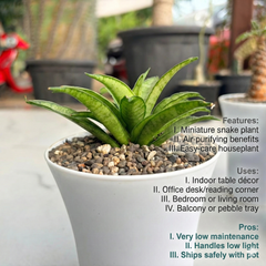 Sansevieria lilliput